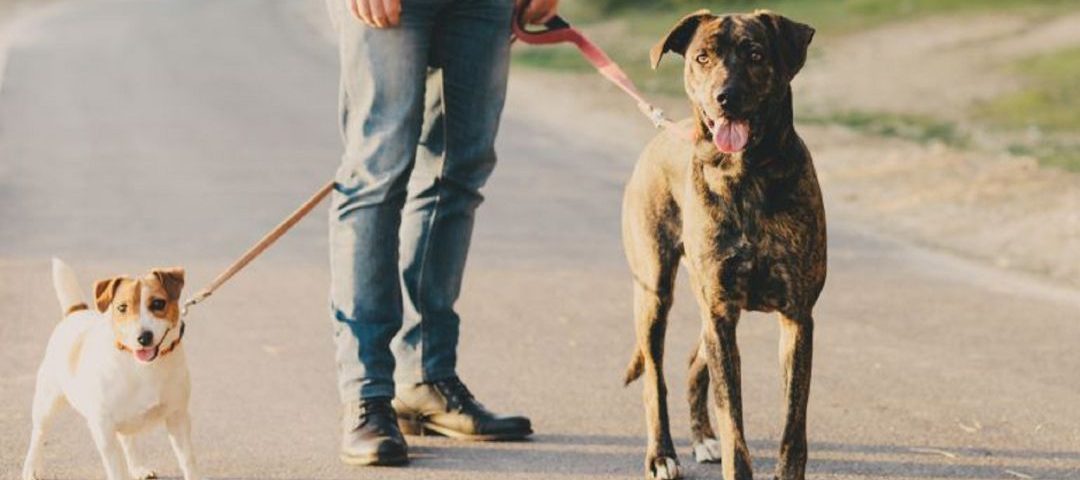Una abogada recibe más de cien consultas por denuncias "abusivas" derivadas de pasear perros durante el estado de alarma