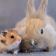 Entrevista en HOLA.com sobre la prohibición de conejos y hamsters en los hogares