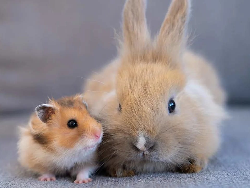 Entrevista en HOLA.com sobre la prohibición de conejos y hamsters en los hogares