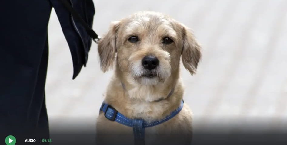 Entrevista en Onca Cero: Qué pasa con tu perro o tu gato si mueres: así debes incluirlo en el testamento