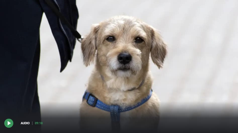 Entrevista en Onca Cero: Qué pasa con tu perro o tu gato si mueres: así debes incluirlo en el testamento