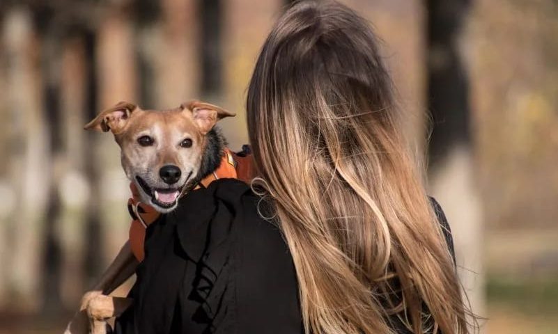 Entrevista Epoch Times: Testamentaría animal